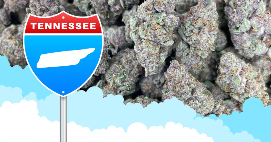 Read more about the article How to Get The Best THCa Flower in Tennessee